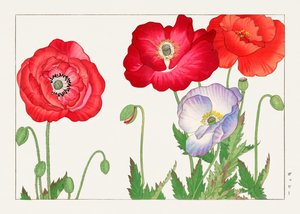 Flor de papoila vintage de "Seiyou Sokazufu"