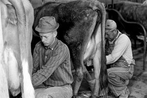 Estagiário de agricultura aprende a ordenhar vacas no Centro de Formação Industrial da Carolina do Norte... de Ted Spiegel