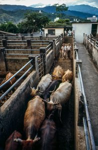 O gado chega ao curral de Palmira, Columbia de Ted Spiegel