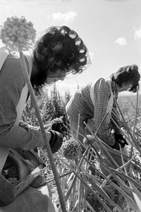 O agricultor familiar Ed Ker, do Rancho A.M. Ker, é um agricultor rural que cultiva alfafa... de Ted Spiegel