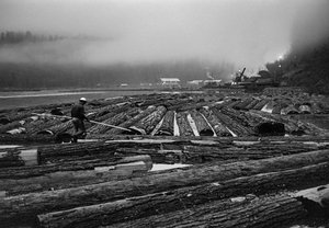 Operações de abate de árvores pela Georgia-Pacific Corp. nas florestas de arboricultura do Oregon ... de Ted Spiegel