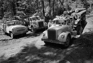 Camiões de exploração madeireira numa floresta a ser abatida no Oregon de Ted Spiegel