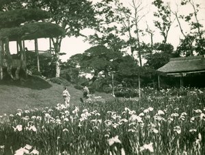 Jardim de íris de Horikiri Shobuen em Tóquio, cerca de 1900 - 1915 (fotografia) de Teijiro Takagi