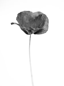 No meio das Flores 67, 2021 (foto a p/b) de Teis Albers
