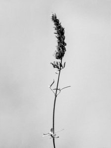 Entre as Flores 74, 2021 (foto a p/b) de Teis Albers