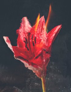 Combust, 2019 (mídia mista sobre tela) de Teis Albers