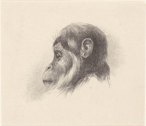 Cabeça de macaco
