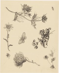 Flores e Folhas de Theo van Hoytema