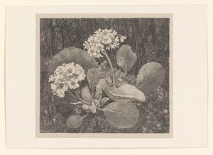 Prímula no musgo Estudos de flores (título original da série)
