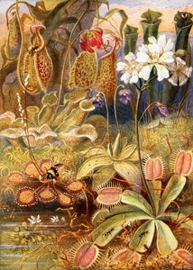 Um grupo de plantas carnívoras, ilustração de "Maravilhas da terra e do mar" por Graeme Williams