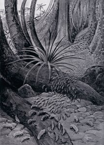 O primo ou formiga cortadora de folhas (litho)
