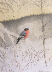 Bullfinch no galho gelado