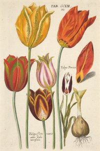 Tulipas. De selecionado nova, que é a maioria de todos os tipos em várias flores e plantas, Pub. 1612 (gravura colorida mão)
