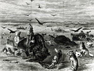 Massacre de Búfalos nas Planícies, da Harpers Weekly 1872