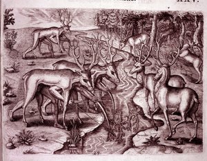 Índios usando peles de cervos para caçar outros cervos (Gravura de Theodore de Bry