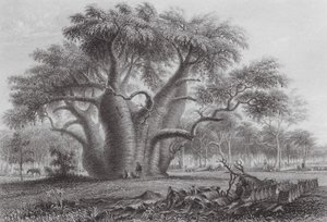 Austrália: A árvore Boadab (gravura) de Thomas (after) Baines