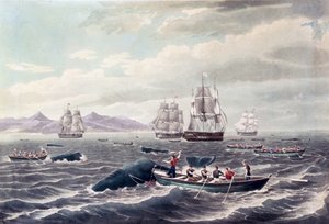 Um cardume de cachalotes, gravura de J. Hill, publicada em 1838 (água-tinta colorida) de Thomas (after) Birch