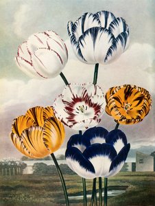 Tulipas, c1802-1821, 1948.