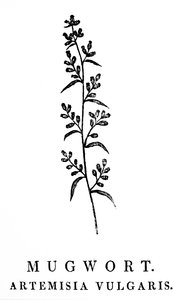 Uma gravura em bloco de madeira representando um ramo de artemísia, uma espécie de plantas aromáticas do género Artemisia. Talha de Thomas Bewick (1753-1828), um gravador inglês e autor de história natural de Thomas Bewick