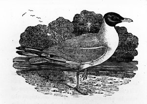 Gaivota-de-cabeça-preta, ilustração de &39;Uma história de aves britânicas&39; por Thomas Bewick, publicado pela primeira vez em 1797 de Thomas Bewick