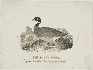 Brent Goose de Thomas Bewick