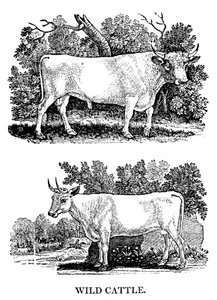 Gado britânico selvagem ou de parque, 1790 de Thomas Bewick