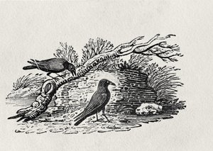 Corvos (Corvus corone corone) da "História do Volume I das Aves Britânicas", pub. 1797 (gravura em madeira)