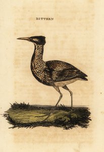 Gargaça da Eurásia ou grande garça, Botaurus stellaris de Thomas Bewick