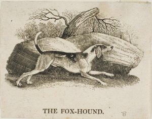Fox Hound de Thomas Bewick