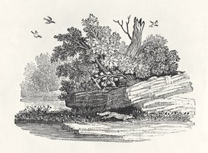Fox escapando de "A História Geral dos Quadrúpedes", publicada em 1790 (gravura em madeira)