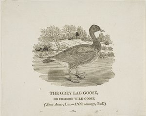 Ganso cinzento Lag Goose de Thomas Bewick