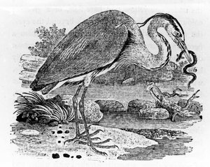Heron, ilustração de &39;A History of British Birds&39; por Thomas Bewick, publicado pela primeira vez em 1797