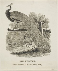 Pavão de Thomas Bewick