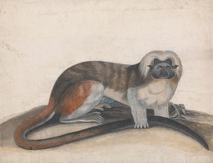 Estudo para "The Pinche or Red Tailed Monkey" (anteriormente o Cottenhead Marmoset) de Thomas Bewick