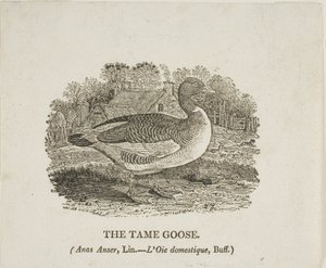 Ganso domesticado de Thomas Bewick