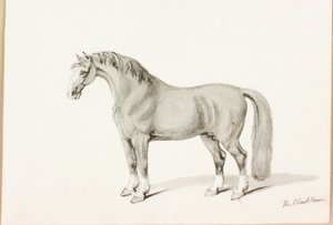 O cavalo preto (tinta no papel) de Thomas Bewick