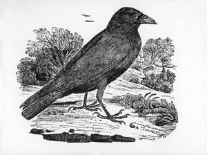 O Carrion Crow, ilustração de "A História dos Pássaros Britânicos", de Thomas Bewick, publicado pela primeira vez em 1797