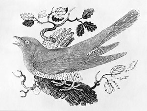 O Cuco (Cuculus canorus) da "História dos Pássaros Britânicos" Volume I, pub. 1797 (gravura em madeira)