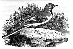 A Alvéola-Cinza, ilustração de "A History of British Birds", de Thomas Bewick, publicada pela primeira vez em 1797