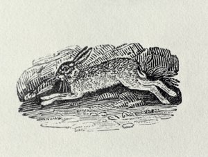 A lebre da "História dos pássaros e quadrúpedes britânicos" de Thomas Bewick