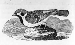 The Mountain Sparrow, ilustração de &39;A History of Birds&39;, de Thomas Bewick, publicado pela primeira vez em 1797 de Thomas Bewick
