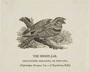 A jarra nocturna de Thomas Bewick