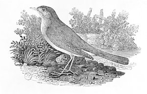 O rouxinol (Luscinia megarhynchos) da "História dos Pássaros Britânicos" Volume I, pub. 1797 (gravura em madeira)