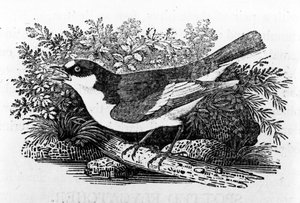 O Flycatcher Pied, ilustração de "A History of British Birds" por Thomas Bewick, publicado pela primeira vez em 1797