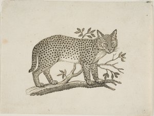 O Servo de Thomas Bewick