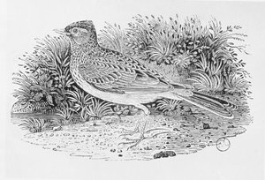 O Skylark (Alauda arvensis) da "História dos Pássaros Britânicos" Volume I, pub. 1797 (gravura em madeira) de Thomas Bewick
