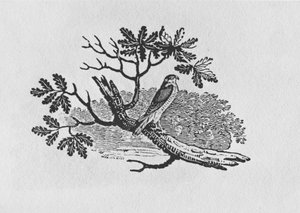 O Sparrowhawk (Accipiter nisus) da "História dos Pássaros Britânicos" Volume I, pub. 1797 (gravura em madeira) de Thomas Bewick