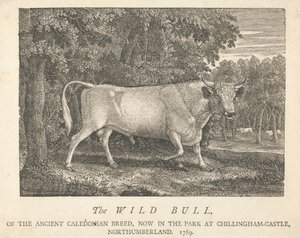 O Touro Selvagem, da Raça Caledónia Antiga, Agora no Parque, em Chillingham-Castle, Northumberland.