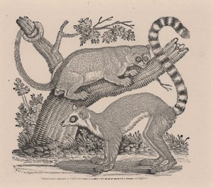 Dois Lêmures, da "História Geral dos Quadrúpedes" de Thomas Bewick