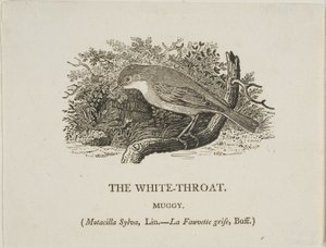 Garganta Branca (Pássaro) de Thomas Bewick